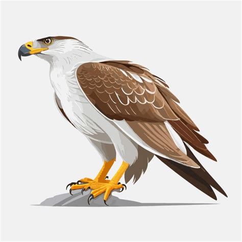 Premium Vector Falcon Vector On A White Background