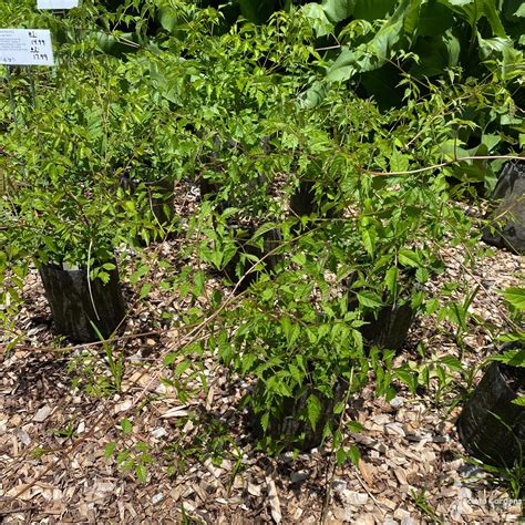 Campsis Radicans Trumpet Vine Scioto Gardens Nursery