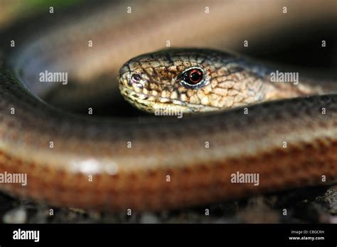 The head of a slow-worm UK Stock Photo - Alamy