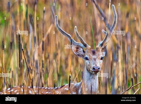 Spotted Deer Cheetal Axis Axis Axis Deer Royal Bardia National Park