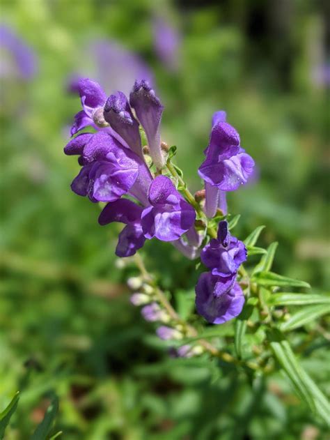 Organic Baikal Skullcap | Scutellaria baicalensis plant - Herb Cottage
