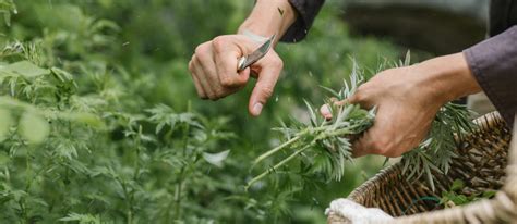 Wild Edibles Foraging For Early Summer Plants With Nick Spero Natural