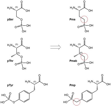 Phosphorylated Tyrosine