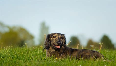 Brindle Dachshund - Welcome To The Sausage Dog World