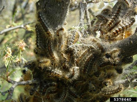 Browntail Moth Euproctis Chrysorrhoea