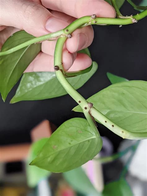 How To Propagate Pothos Plantsnever Buy Another Pothos