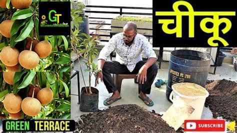 Chiku Ka Podha Kaise Lagaye How To Grow Sapota Plant How To Grow