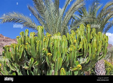 Canary Island Spurge Euphorbia Canariensis Anfi Del Mar Arguineguin