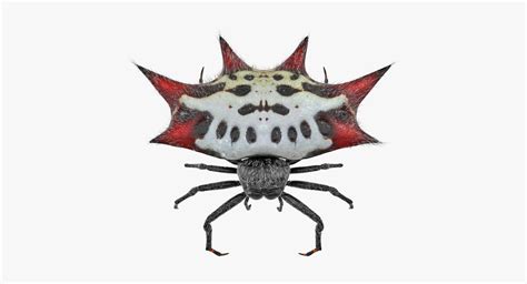 Spiny Orb Weaver Spider D Model Turbosquid