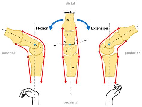 Life Free Full Text Anatomy Biomechanics And Loads Of The Wrist Joint