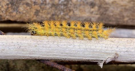 Yellow Fuzzy Caterpillar