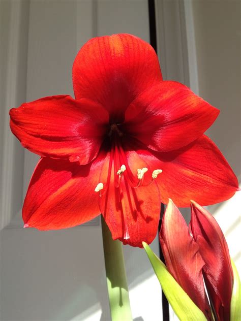 Amaryllis Flickr