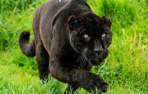 What Color Is A Panther? Uncovering The Mystery Behind The Hidden ...