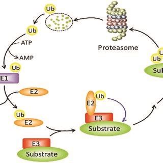 The ubiquitin–proteasome system | Download Scientific Diagram