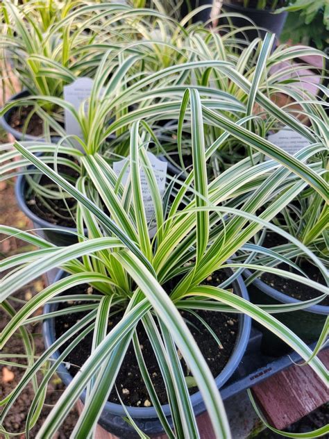 Variegated Carex Grass – Pooler Plant Pick-Up Station