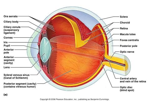 Eye Model Labeled Fovea Centralis