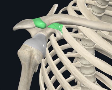 Kinesiology Upper Extremity Lab Exam Flashcards Quizlet