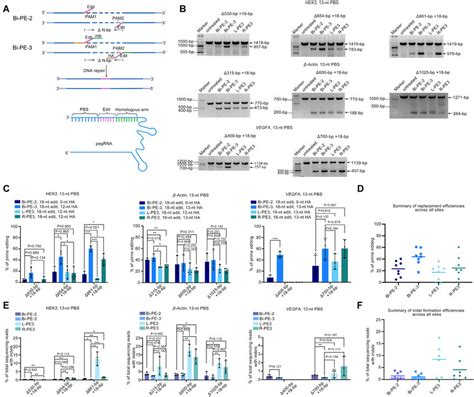 Genomic Fragment Replacement By Bi PE A Schematic Diagram Showing