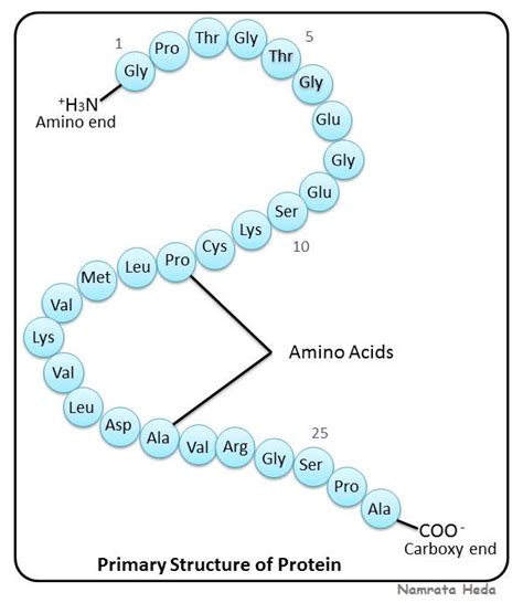 B For Biology Biomolecules Of The Cell Proteins