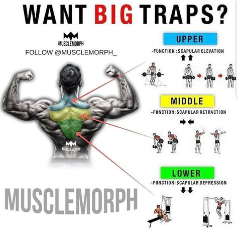 Pin by yousifhejair on workout | Traps muscle, Best trap exercises ...