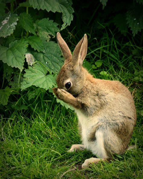 Notes From ABroad: Welcome to Rabbit Hall