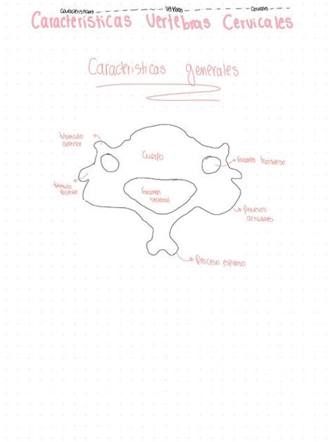 Vértebras Cervicales Partes Anatomía Chiqui Rojita uDocz