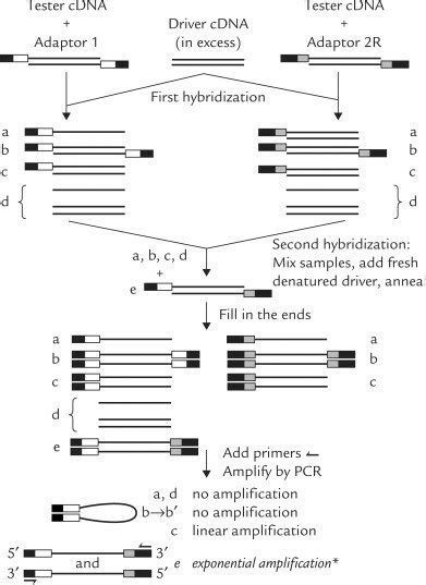 Overview Of Suppression Subtractive Hybridization Although There Is A