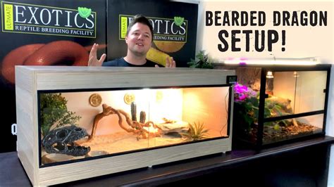 Bearded Dragon Setup For Beginners Youtube