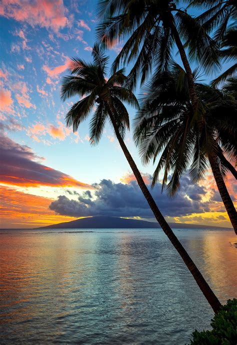 Lahaina, Hawaii Sunset Palm Trees by Chris Egan Photography Print ...