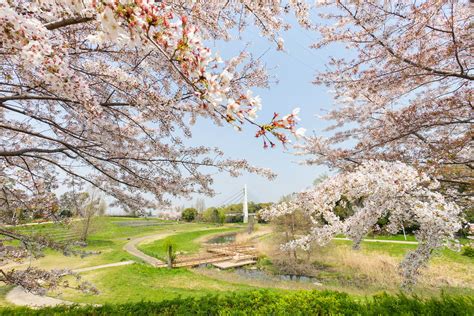 見上げて歩く、桜さんぽ。春の枚方のおすすめお花見名所【枚方まとめ】 大阪府枚方市の観光情報誌『ひらいろ』