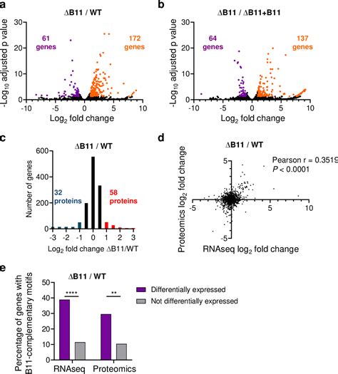 Figure 3 From The Small Non Coding RNA B11 Regulates Multiple Facets Of