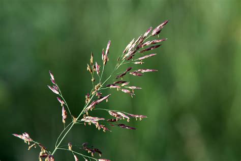 Johnson Grass