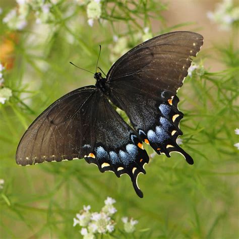 Easy to Grow Native Pollinator Plants | Growing Wild Nursery