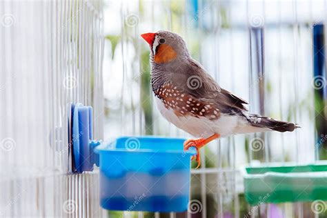 Portrait Of A Colorful Grey Bird Zebra Finch Taeniopygia Guttata