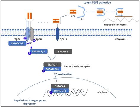 Schematic Representation Of Latent Tgfβ Activation And The Canonical