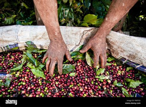 Coffee Harvest Brazil High Resolution Stock Photography and Images - Alamy