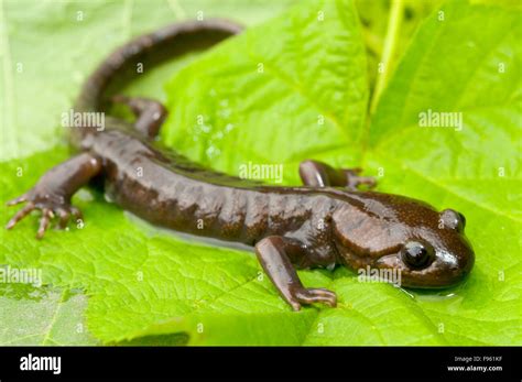 Northwestern Salamander Ambystoma Gracile Near Chilliwack British