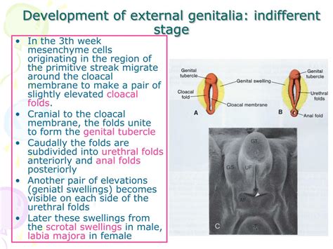 PPT Development Of Male And Female Reproductive System PowerPoint