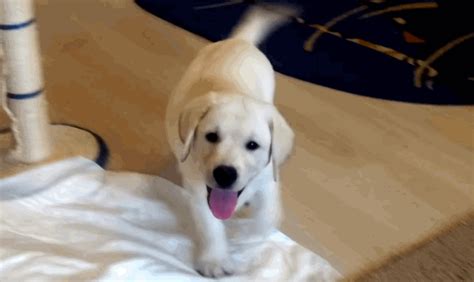 Lab Puppys First Day At Home That Will Make You Wish He Was Yours