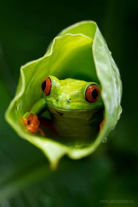 The Coqui Frog From Puerto Rico The Little Feog With A Big Voice