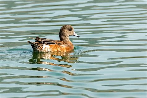 10+ American wigeon duck free images