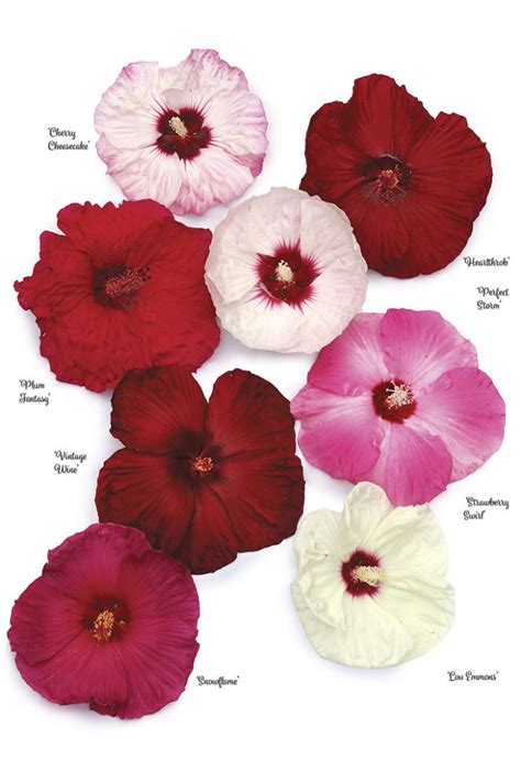 Everything You Need To Know About Hibiscus Fine Gardening