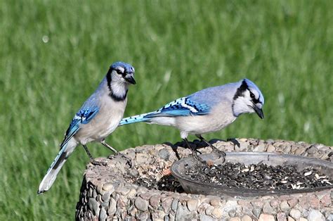 Blue Jays | Blue jay, Bird photo, Animals beautiful