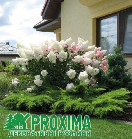 Гортензия Ванилла Фото Описание – Telegraph