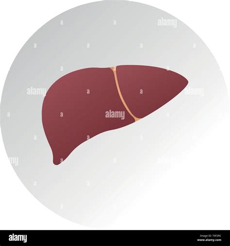 Human Liver Anatomy Medical Science Vector Illustration Internal