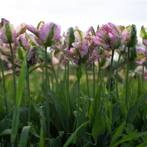 Tulip Green Wave Parrot Floret Flower Farm