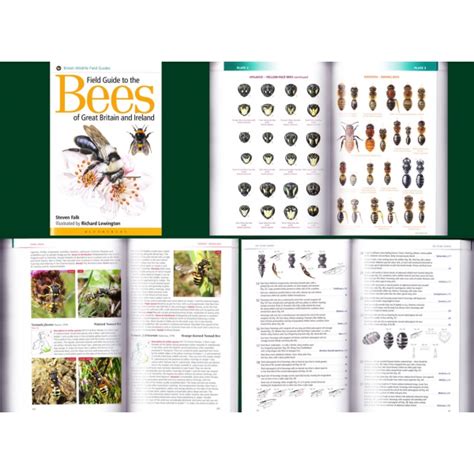 Falk Lewington Field Guide To The Bees Of Great Britain And Ireland