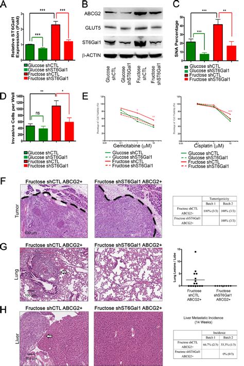 St Gal Knockdown Is Sufficient To Inhibit Pancreatic Cancer