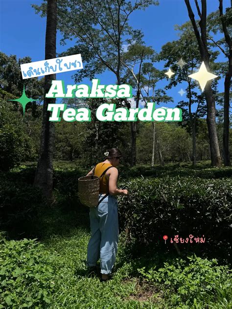 🍃araksa Tea Garden ไปเดินเก็บใบชาที่เชียงใหม่กันน แกลเลอรีที่โพสต์โดย