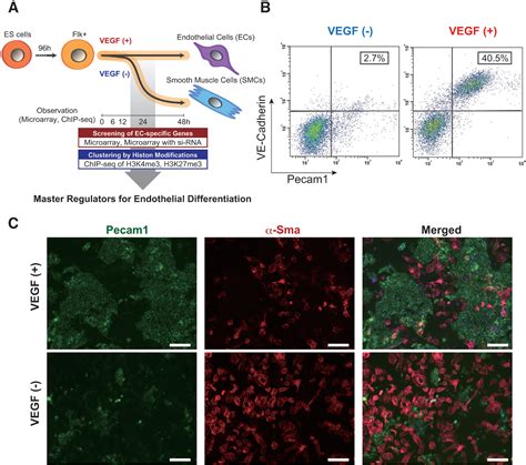 PDF Dynamically And Epigenetically Coordinated GATA ETS SOX